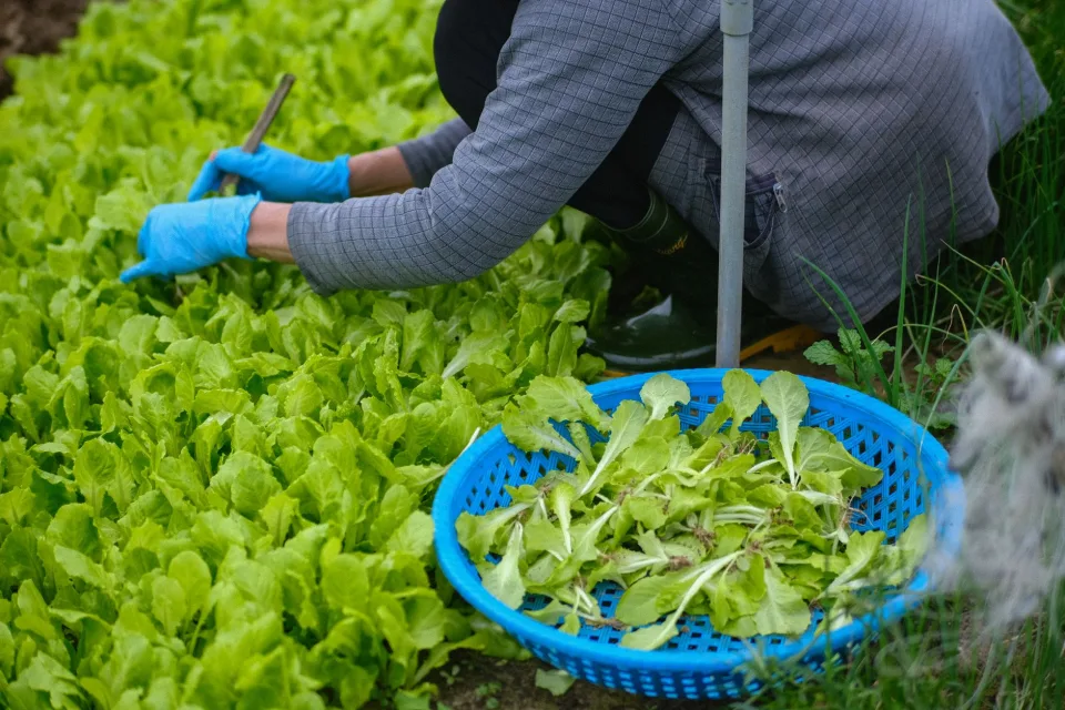Vườn rau của Nguyễn Ngọc Hiệu